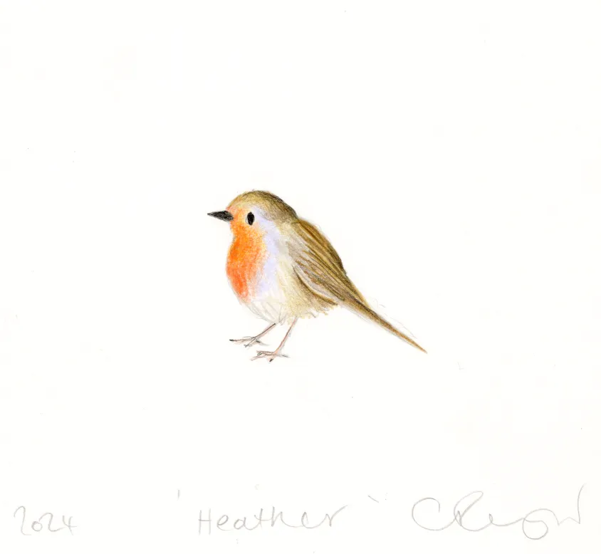 'Heather' the robin