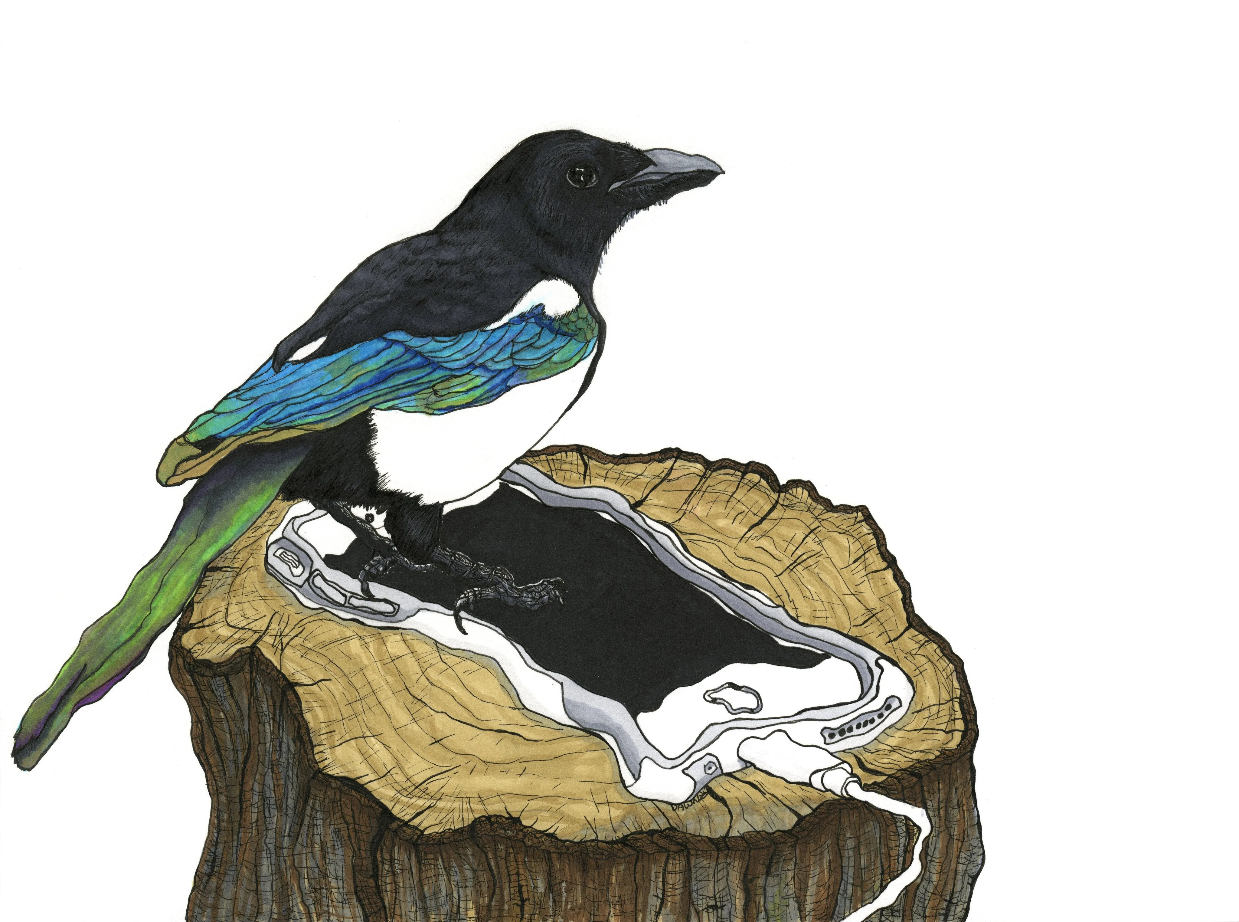 Magpie Print