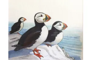 "Puffin" by Thomas Merriam