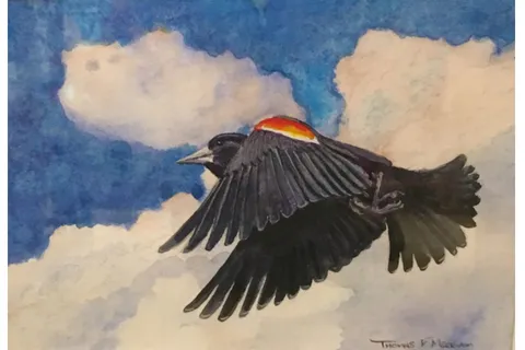 "Red on the Wing" by Tom Merriam